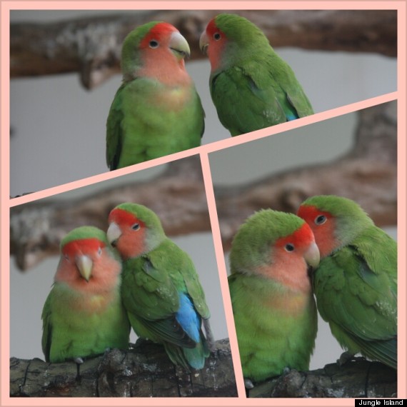 love bird collage