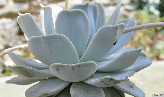 echeveria flowers